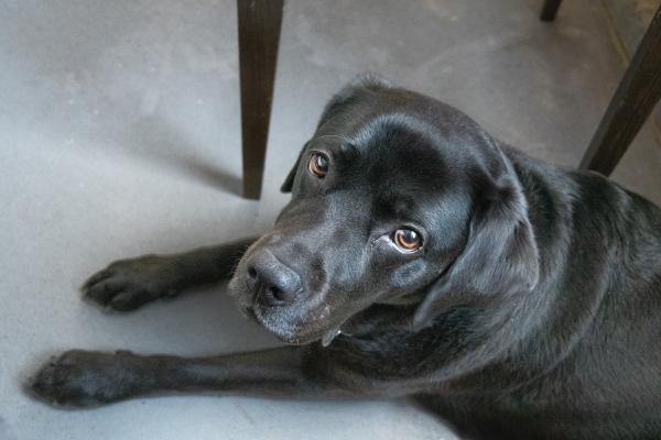 Zoey